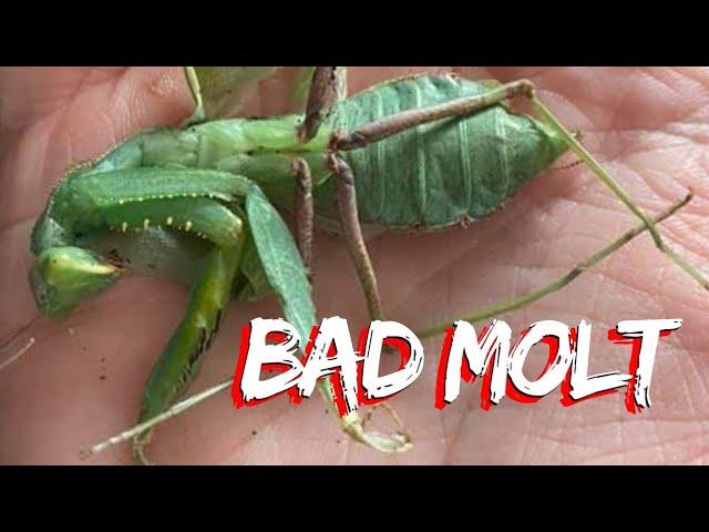 BAD MOLT | CAUSES AND WHAT CAN WE DO TO AVOID IT!