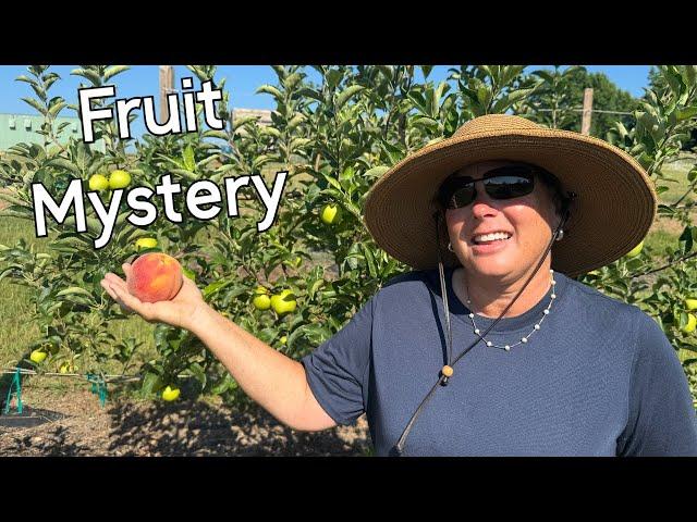 Why This Fruit is Missing from Our Farm?