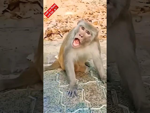 Funny Monkey viral video..  #funny #comedy #trending #viral #shorts