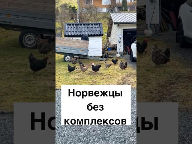 Норвежцы без комплексов #норвегия