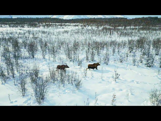 Лоси. Староколымский тракт, недалеко от заброшенного поселка Адыгалах