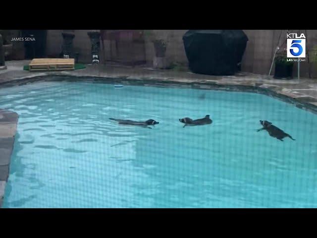 Raccoon 'pool party' caught on video