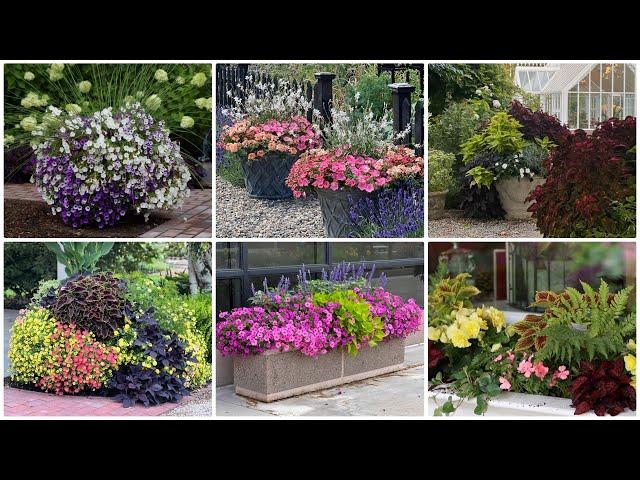 6 Container Combinations to Love!  // Garden Answer