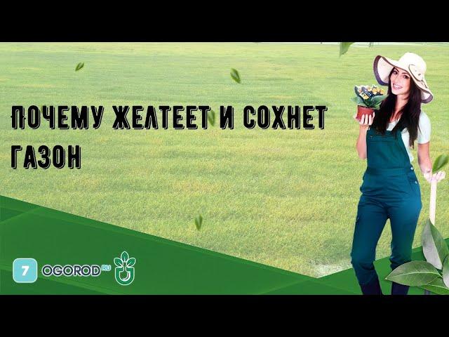 Почему желтеет и сохнет газон