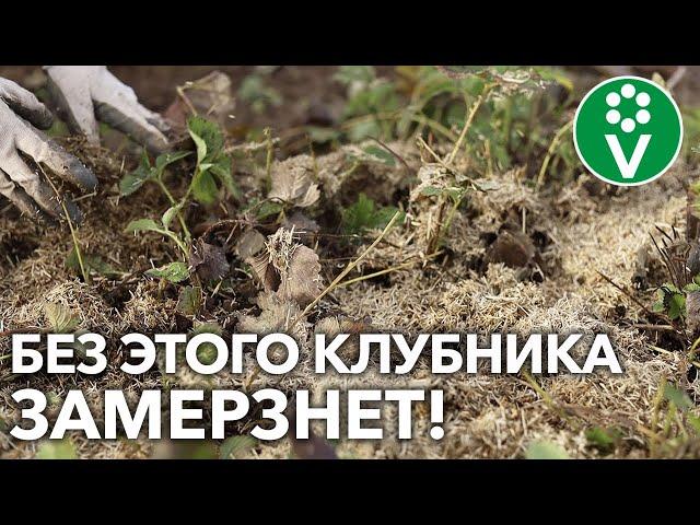 КАК УКРЫТЬ САДОВУЮ ЗЕМЛЯНИКУ НА ЗИМУ и что делать с МУЛЬЧЕЙ весной?