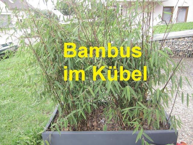 Bambus im Kübel