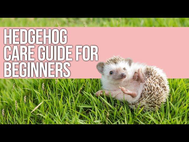 Hedgehog Care Guide for Beginners