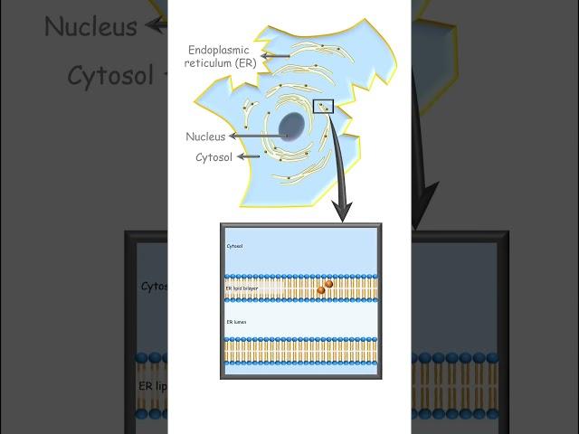 Location of cytochromes  #pharmacology #cytochrome #metabolism