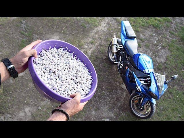 EXPERIMENT 10000 SNAPPERS FIRECRACKERS vs MOTORCYCLE