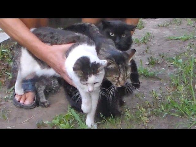 Три кошки споймали мышь? Three cats caught a mouse?