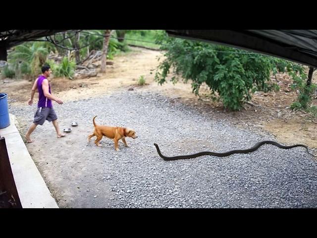 65 Hero Animals That Saved Human Lives