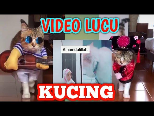 Kumpulan Video Lucu Kucing terbaru 2020!!