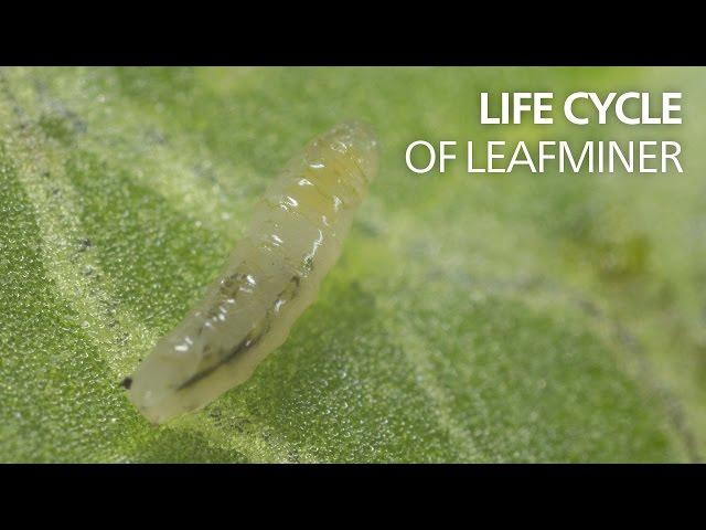 Life cycle of leaf miners