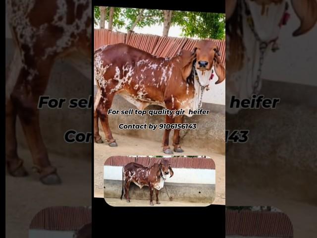 Best quality gir heifer for sell contect by 9106156143 #punjabi #cattlefattening #brahmancattle