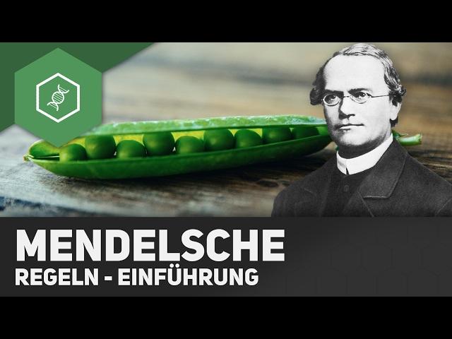 Mendel'sche Regeln - Einführung