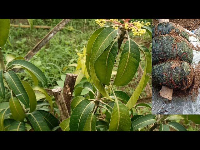 DWARF MANGO HOW? THREE MONTHS OLD READY TO FRUIT /@GhaAgriTv