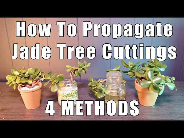 How To Propagate Jade ( 4 Ways and RESULTS )