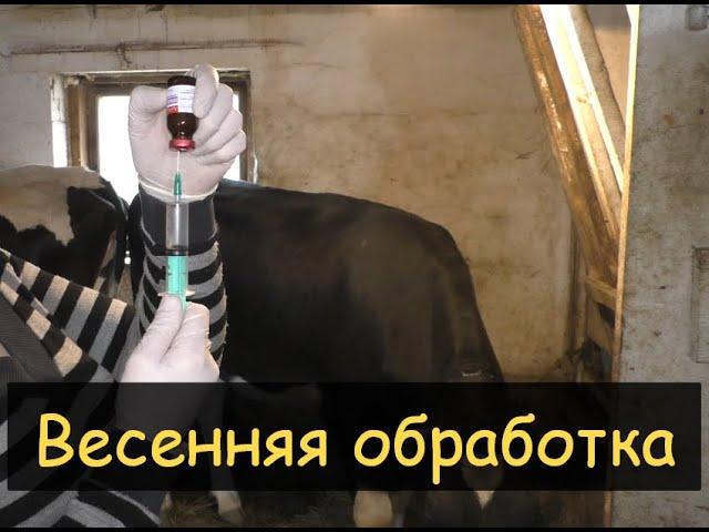 Это нужно и важно! Весенняя обработка коров от паразитов. Ставим уколы Эпримек.