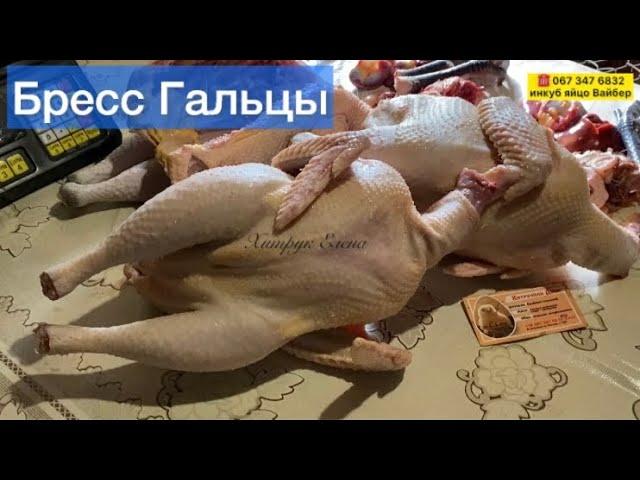 Мне нужна ваша ЖИЗНЬ Хитрук Елена//Куры Бресс Гальцы, Мини мясные палевые белохвостые Украина