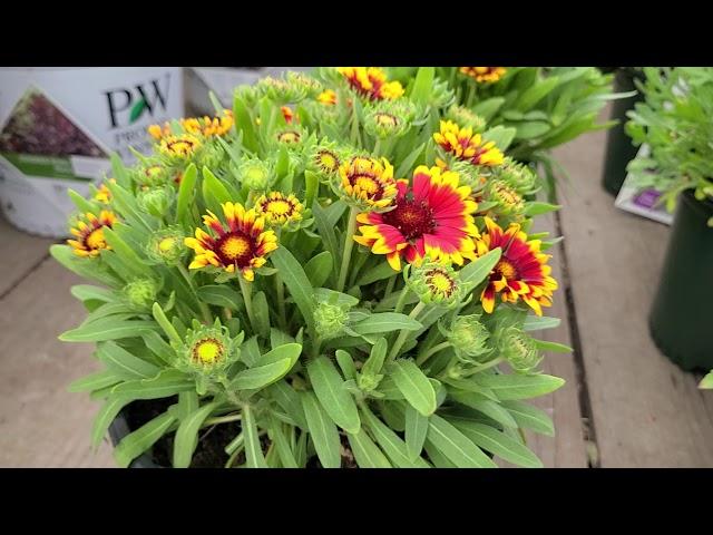 Gaillardia Spintop 'Orange Halo' (Blanket Flower) // Cheery, BRIGHT Flowers - AMAZING Breeding