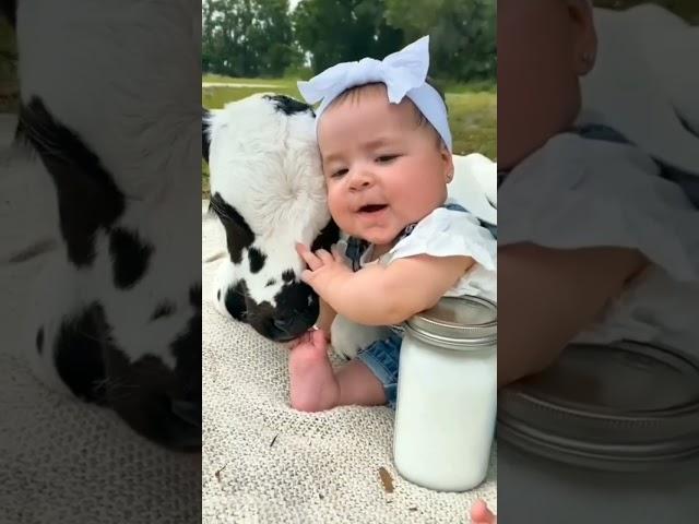 cute baby and cute cow baby ️ #cow #baby #cowbaby #cowlover #cute #babygirl  #trending #shorts