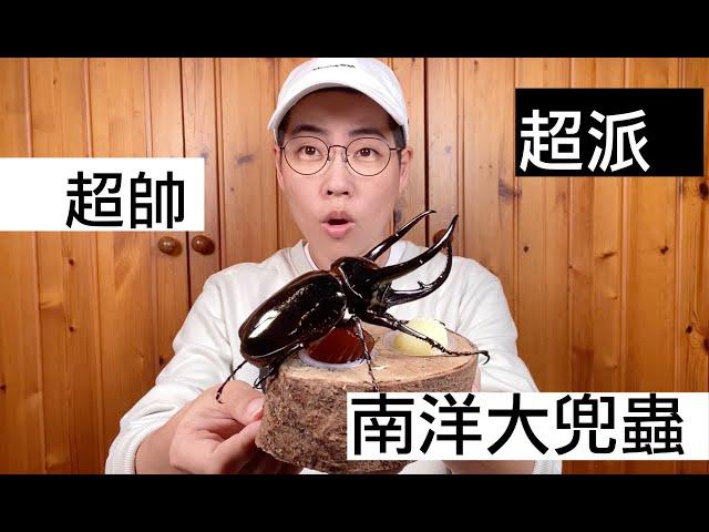 【昆蟲擾西上課了！】超帥！超派！南洋大兜蟲 Chalcosoma chiron#動森