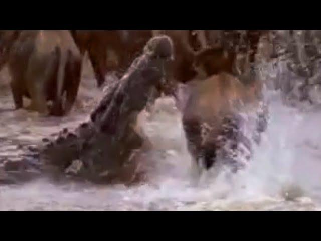 Crocodiles vs Wildebeest | BBC Studios