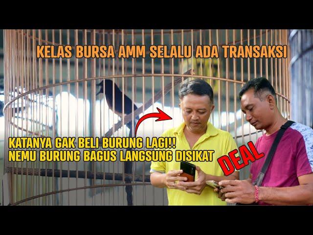 DEALDapat murai batu Bagus dikelas Bursa AMM, langsung disikat!!