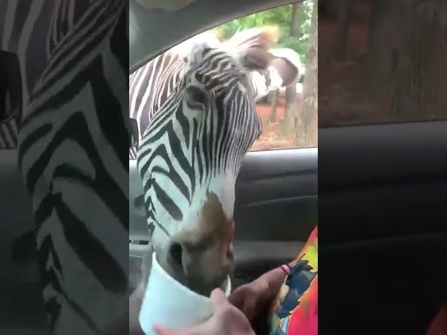 Hilarious Zebra Steals Food!