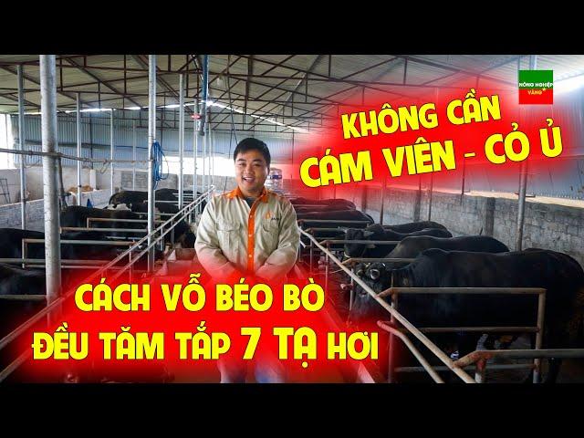 CHẾ ĐỘ ĂN NUÔI BÒ VỖ BÉO - KHÔNG CẦN CÁM VIÊN, CỎ Ủ