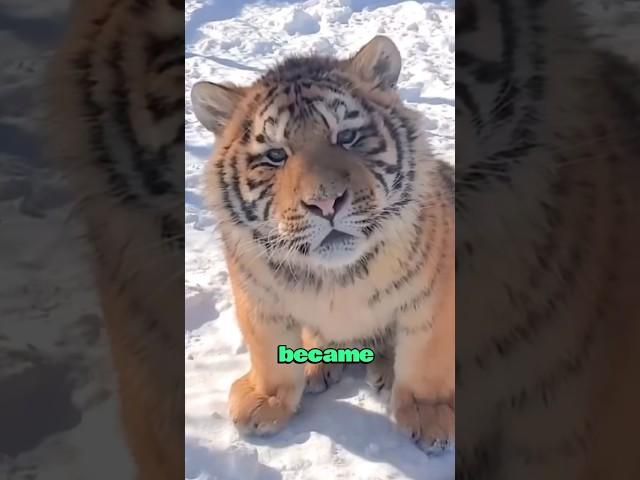 Tigers favored by keepers #love #animals #heartwarming #cute