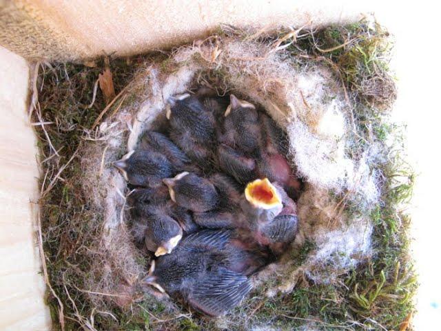 Training for Nest Box Monitoring