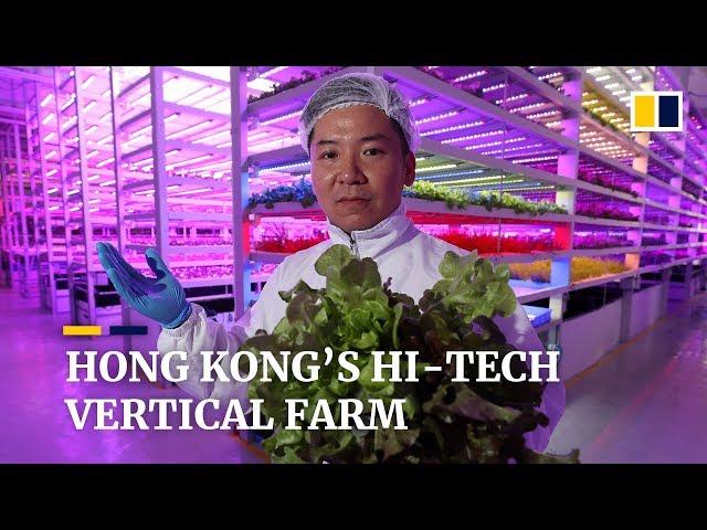 Inside Hong Kong’s hi-tech vertical farm of the future