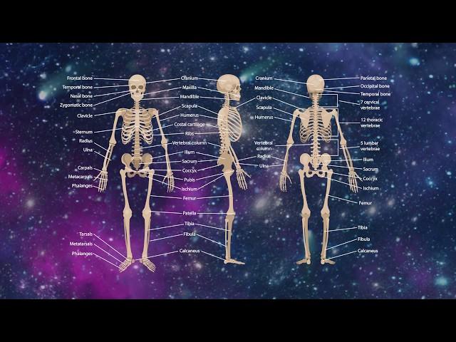 Osteophonic Frequencies - 50 Hz - Digital Tuning Fork