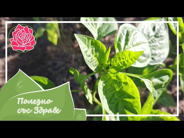 Pepper and eggplant leaves turn yellow - feeding, watering, prevention