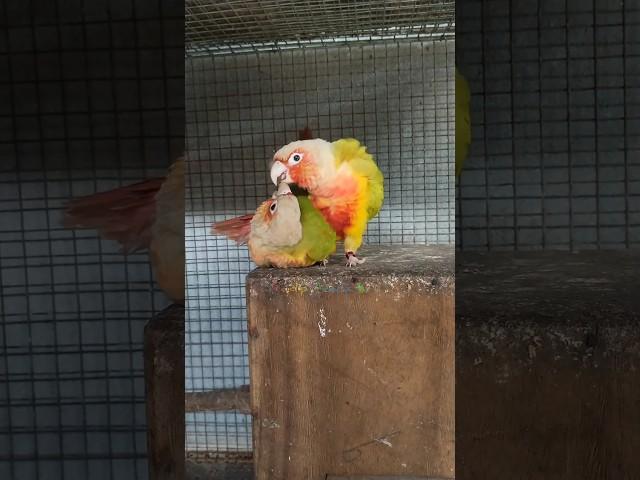 Conure Mating ️ || How to chose a perfect conure pair  #exoticbird #conure #parakeet #minivlog