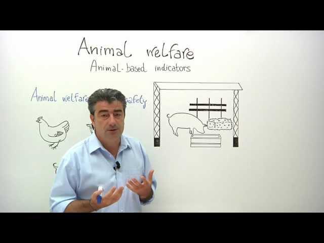 Animal welfare: animal-based indicators