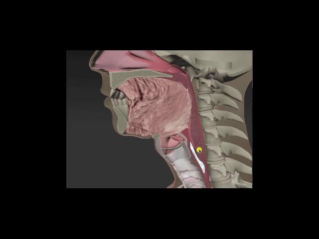 Anatomy & Physiology of Swallowing -- MBSImP Animations