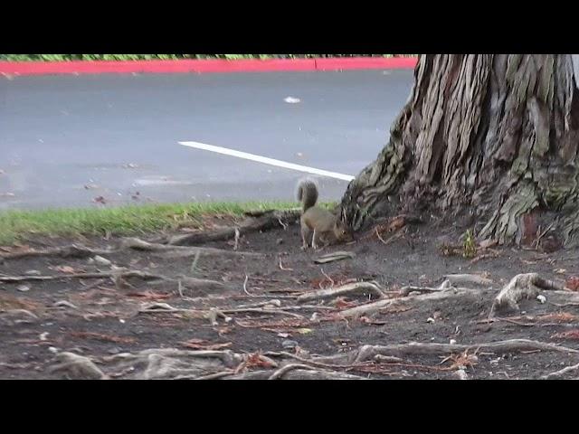 Squirrels in Santa Clara