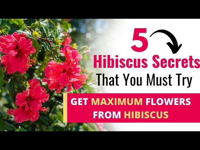 Growing Gorgeous Hibiscus (5 MUST DO TIPS)