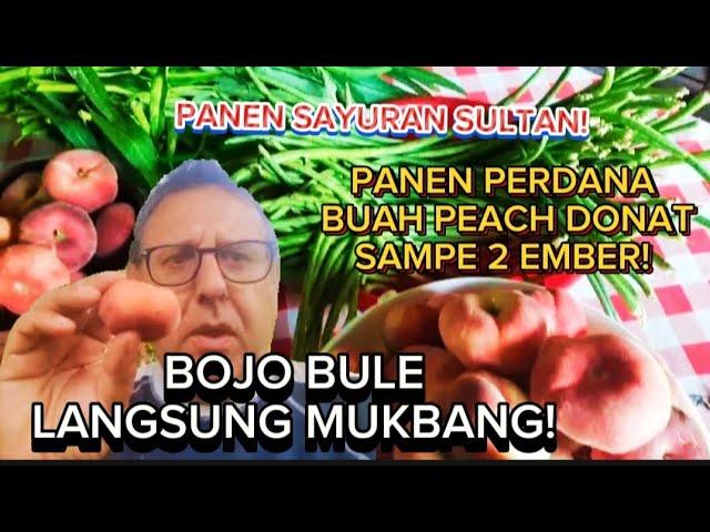 PANEN PERDANA BUAH PEACH DONAT JUMBO, BIAH VIRAL DAN MAHAL HARGANYA! PANEN SAYUR SULTAN DI KEBUNKU