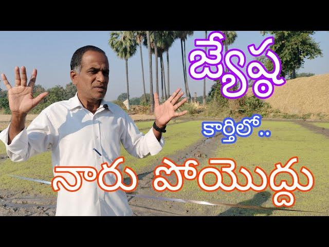 జ్యేష్ఠ కార్తిలో నారు పోయొద్ధు|paddy nursery cultivation tips|by karshaka nestham