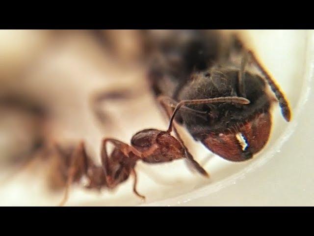 Messor structor ant. Муравей жнец. Матка и рабочий. Макро видео