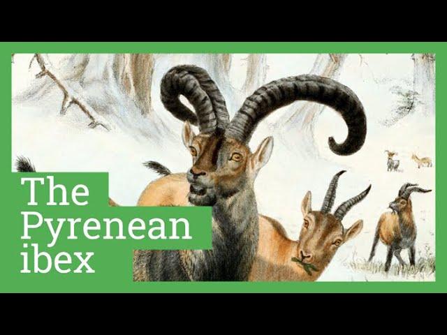 2 minutes with the Pyrenean ibex | epistemia