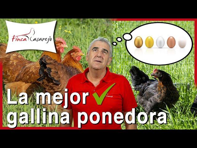 ¿Cuál es la mejor gallina ponedora? 