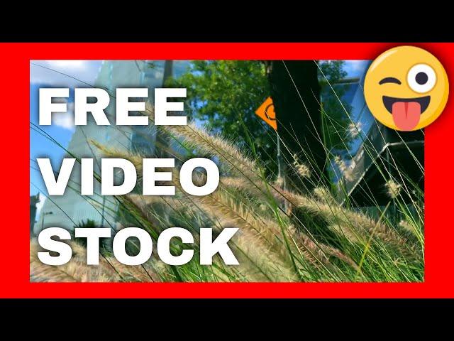 Free Video Stock 4k CDMX