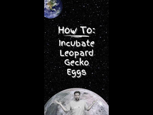 How To: Incubate Leopard Gecko Eggs