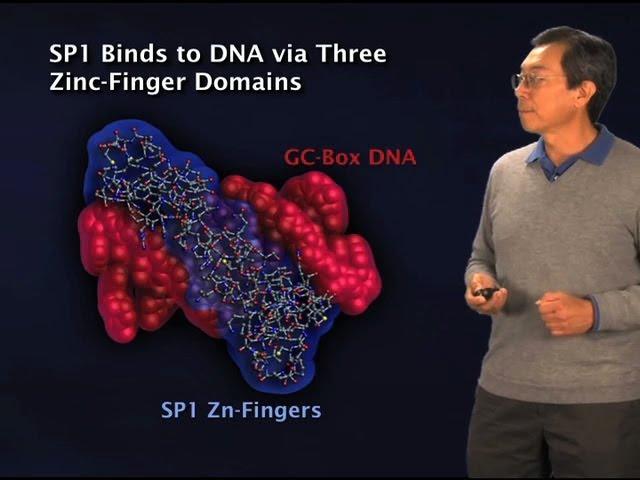 Discovery of transcription factors - Robert Tjian (Berkeley/HHMI)