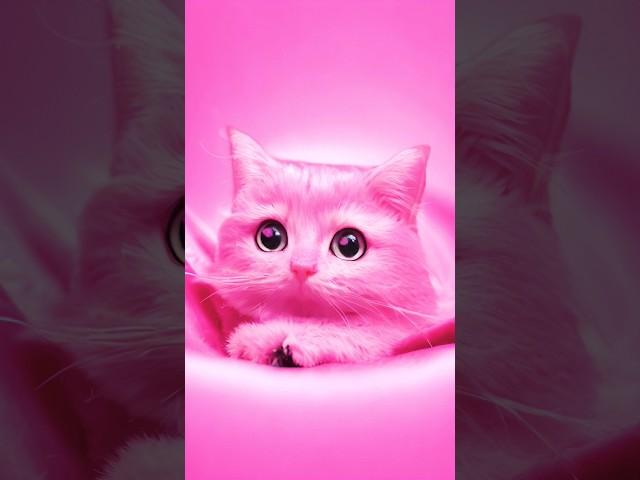 Cute Barbie Cat #shorts #cutecat #cats #ai  #animals #cute #funny #funnyvideo #barbie #barbiecat