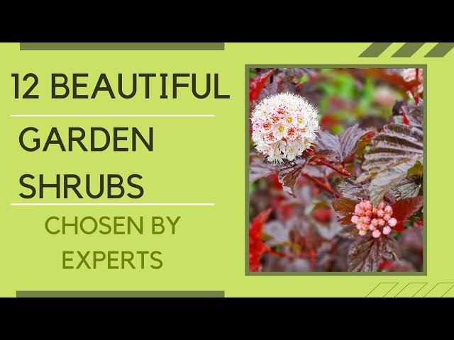 12 brilliant shrubs for your garden chosen by experts